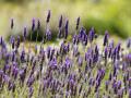 Lavanda