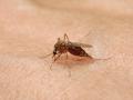 Los mosquitos son grandes trasmisores de enfermedades