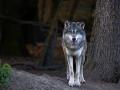 Lobo