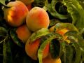 Peaches are a classic summer fruit