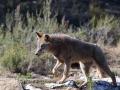 Un lobo ibérico del Centro del Lobo Ibérico en localidad de Robledo de Sanabria, en plena Sierra de la Culebra (lugar de mayor concentración de este cánido en el Sur de Europa). El Centro alberga 11 ejemplares de este animal en situación de semilibertad e intentan divulgar la convivencia histórica entre el lobo y el ser humano, en Zamora/Castilla y León (España) a 21 de febrero de 2020.
POLITICA 
Carlos Castro - Europa Press