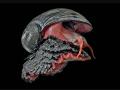 Chrysomallon squamiferum.