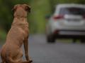 Las mascotas sueltas o abandonadas provocan al año en torno a 200 accidentes con víctimas