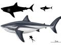 Megalodon, en comparación con un hombre y otros tiburones