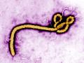 Virus del ébola