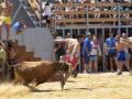 Uno de los toros casi empitona a un participante durante la celebración de los tradicionales festejos de los 'bous'