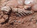 Imagen del fósil encontrado en la Isla del Príncipe Eduardo, en Canadá.
