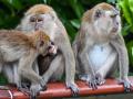Varios macacos, fotografiados en un parque de Singapur el 22 de septiembre