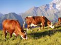 Cow, farm animal in the french alps, Abondance race cow, savy, beaufort sur Doron