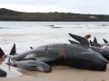 Ballenas varadas en Australia a finales de septiembre