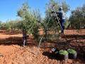 Jornaleros recogiendo la cosecha del olivar