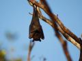 Un murciélago cuelga de una rama