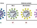 Las subvariantes de ómicron presentan un elevado número de mutaciones