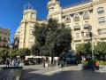 La encina de la plaza de las Tendillas
