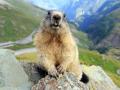 Imagen de una marmota