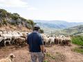 Un ganadero pastorea un rebaño de ovejas