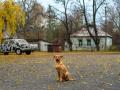 Un perro en la Zona de Exclusión de Chernóbil