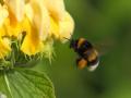 El aprendizaje social impulsa la propagación del comportamiento de los abejorros