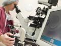 Una enfermera trabaja en un proceso de fecundación in vitro