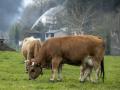 Varios vacas pastan en la zona de vegetación donde ocurre el incendio del concejo de Tineo
