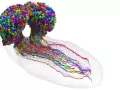Mapa de las conexiones neuronales de la larva de la mosca del vinagre