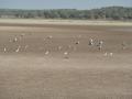 Marisma de Doñana seca