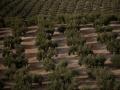 Esta fotografía tomada el 5 de mayo de 2023 muestra un olivar en las afueras del pueblo andaluz de Caserias, cerca de Jaén