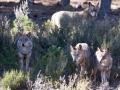 Varios lobos ibéricos del Centro del Lobo Ibérico en localidad de Robledo de Sanabria