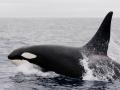 Las orcas han ocasionado incidentes con embarcaciones en aguas españolas desde 2020