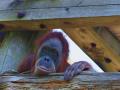 Se desconoce cuántas veces necesitan los orangutanes adultos observar un comportamiento concreto para aprender a dominarlo