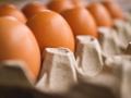 Huevos