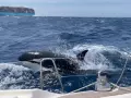 Una orca acecha una embarcación, en una imagen de archivo