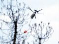Un helicóptero trabaja en la extinción del incendio forestal en el norte de Tenerife