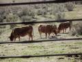 Varias vacas pastando en una actividad ganadera extensiva en Colmenar Viejo