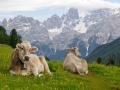 Vacas en las montañas alpinas de Suiza