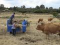 La ganadera de Codesal trabaja con su ganado en el marco donde la EHE que afecta al vacuno se ha extendido en unos meses por toda la Península