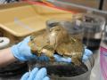 Muestras del cuerpo recogido en el mar de Alaska
