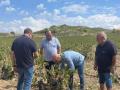 Explotaciones agrarias afectadas por el granizo en Albacete
