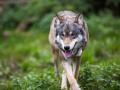 Lobo gris, a quién el EPP quiere proteger menos