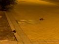 Ratas en Alcorcón: los vecinos denuncian una plaga de roedores que va en aumento desde el verano