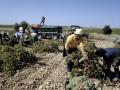 INDUSTRIA VINICOLA
AGRICULTURA
FAENA DE VENDIMIA , RECOGIDA DE LA UVA EN VALDEPEÑAS