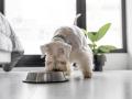 Un perro ingiere sus alimentos en su comedero