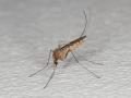 Culex pipiens, el mosquito transmisor del virus del Nilo Occidental