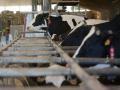 Vacas de una ganadería de lácteo en Galicia