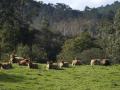 Fotografía de vacas rojas tomando el sol en Colombres (Asturias)