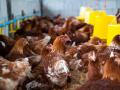 Pollos en una granja