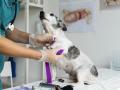 Un veterinario realiza un chequeo a un perro