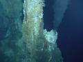 Las fuentes hidrotermales del fondo del océano son uno de los escenarios donde se cree que surgió LUCA