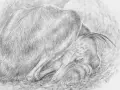 Ilustración del alvarezsáurido dormido