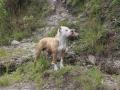 Un pitbull